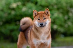 picture of dog