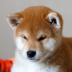 picture of dog