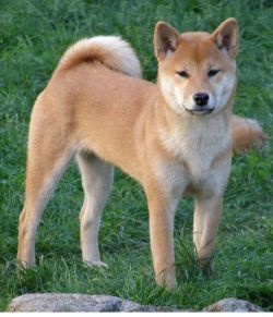 picture of dog