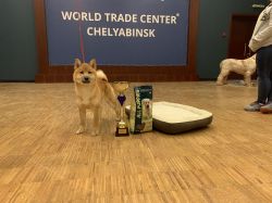 picture of dog