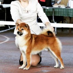 picture of dog
