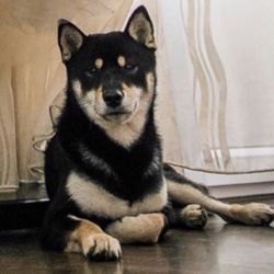 picture of dog