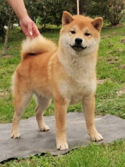 picture of dog