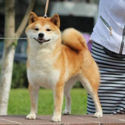 picture of dog