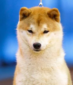 picture of dog