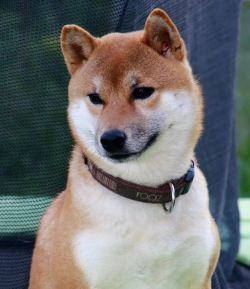 picture of dog