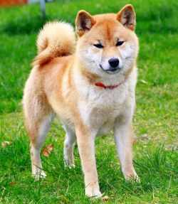 picture of dog