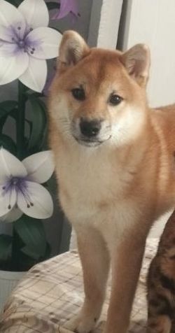 picture of dog