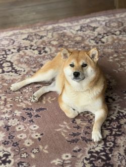 picture of dog