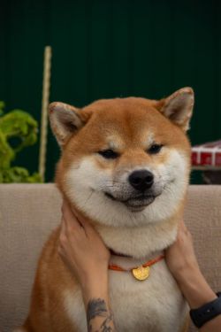 picture of dog