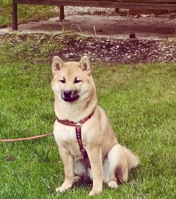 picture of dog
