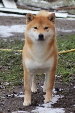 picture of dog
