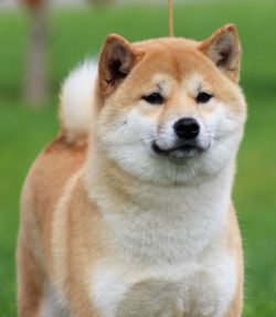 picture of dog