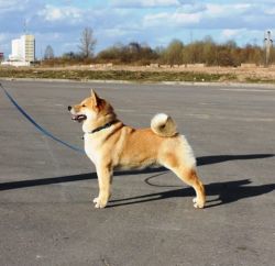 picture of dog
