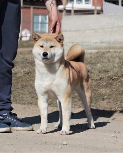 picture of dog