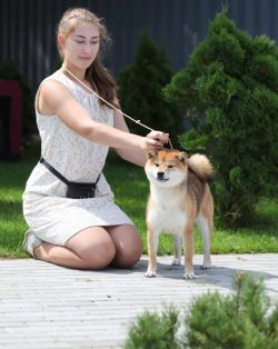 picture of dog