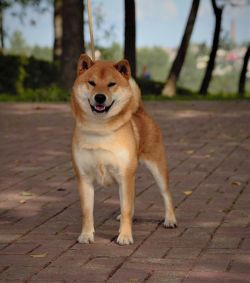 picture of dog