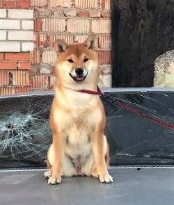 picture of dog