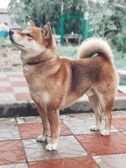 picture of dog