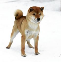 picture of dog