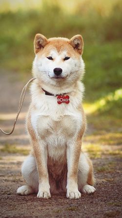 picture of dog