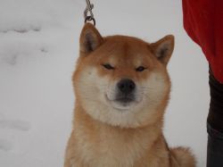 picture of dog