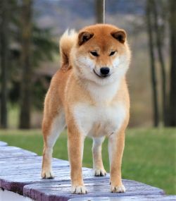 picture of dog
