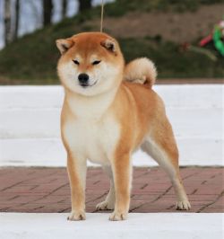 picture of dog
