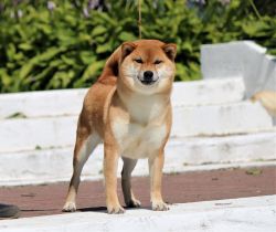picture of dog