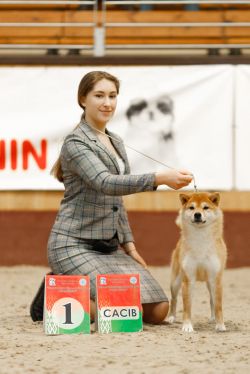 picture of dog