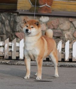 picture of dog