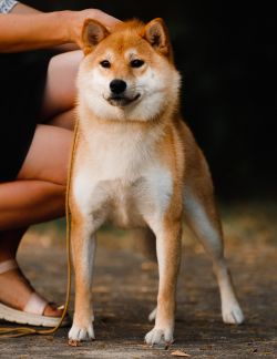 picture of dog