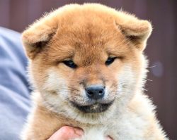 picture of dog