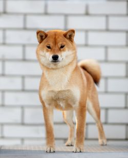 picture of dog