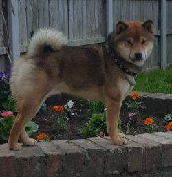 picture of dog