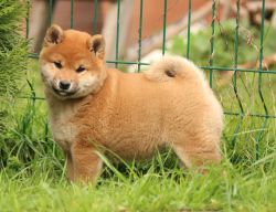 picture of dog
