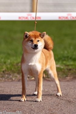 picture of dog