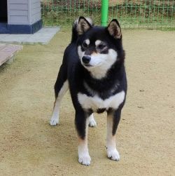 picture of dog