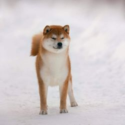 picture of dog
