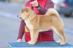 picture of dog