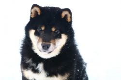 picture of dog