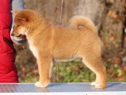 picture of dog