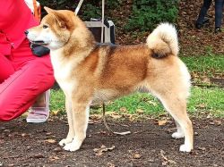 picture of dog