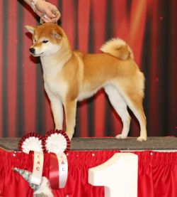 picture of dog