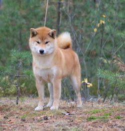 picture of dog