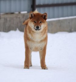 picture of dog