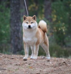 picture of dog