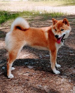 picture of dog