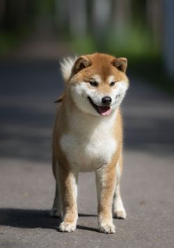 picture of dog