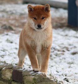 picture of dog